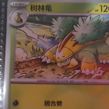 树林龟 #0388